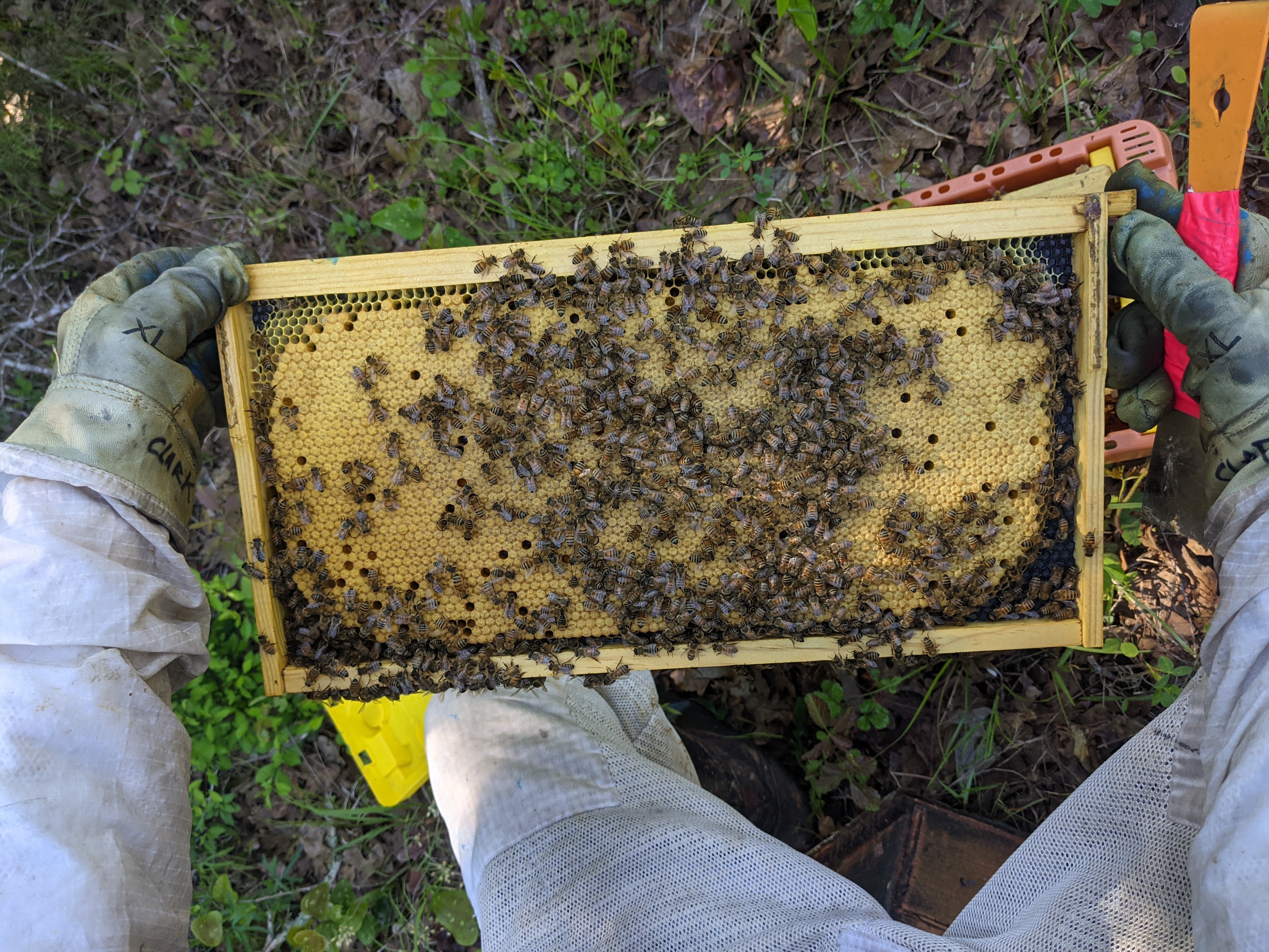Nuc-check-brood-1-TX