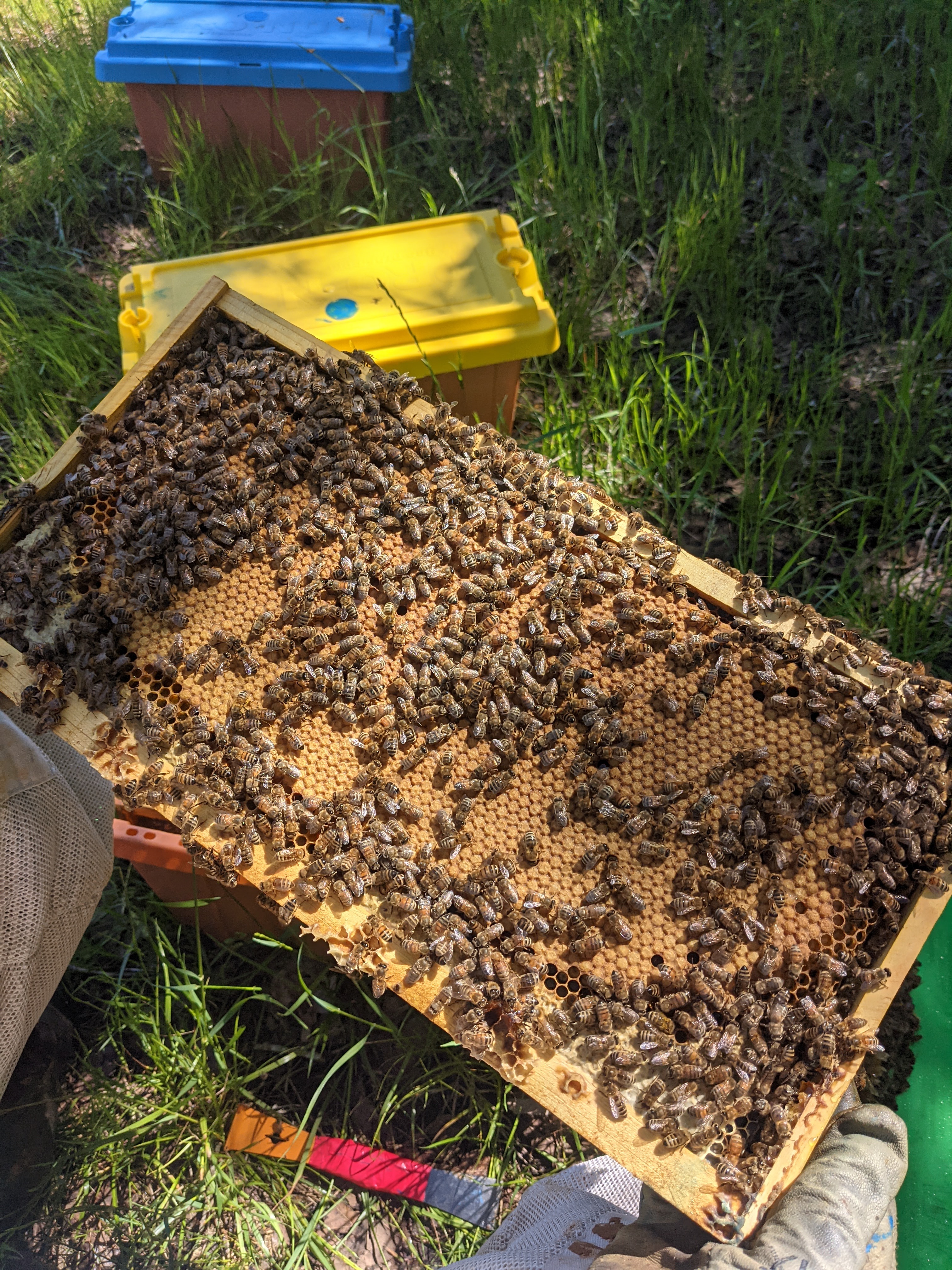 Nuc-check-brood-2-TX