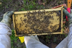 Nuc-check-brood-1-TX