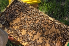 Nuc-check-brood-2-TX