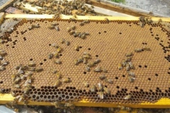 Honey Bee Brood Frame