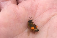DeadBeePollen