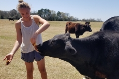 CowsPollenPatty