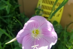 Primrose